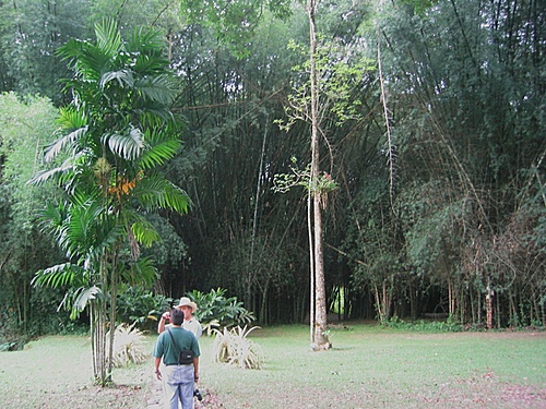 Attraits touristiques en Honduras : Tela (Jardin Botanico Lancetilla)