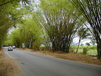 Touristic attractions of Jamaica : Bamboo Avenue