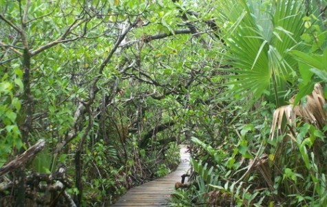 Attraits touristiques au Les Caraîbes : Parc National Lucayan, Bahamas